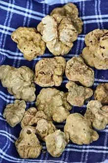 Fungi Prints: White truffles (Tuber magnatum pico) on a piece of cloth