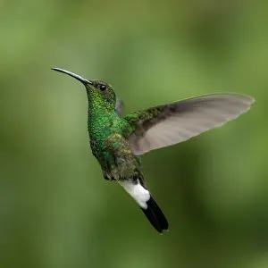 Blurred Movement Prints: White-vented plumeleteer (Chalybura buffonii) in flight