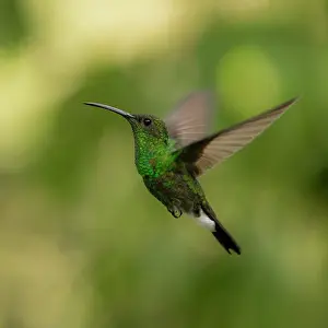 Blurred Movement Prints: White-vented plumeleteer (Chalybura buffonii) in flight