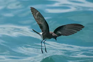 Images Dated 13th February 2015: White-vented storm petrel (Oceanites gracilis galapagoensis) walking