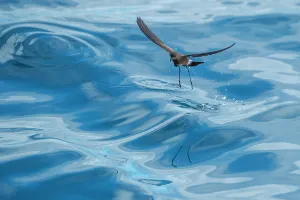 Ripple Prints: White-vented storm petrel (Oceanites gracilis) feeding at sea surface