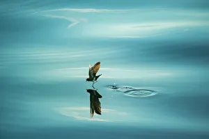 White-vented storm petrel (Oceanites gracilis galapagoensis) running across water