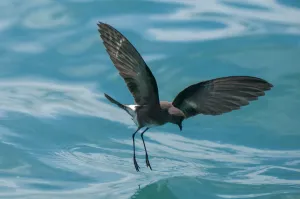 Dainty Prints: White-vented storm petrel (Oceanites gracilis galapagoensis) walking