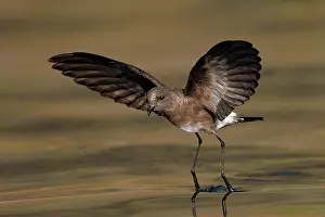 Galapagos Prints: White-vented storm petrel (Oceanites gracilis) walking on the water with wings spread