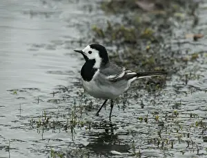 Lapland Prints: White wagtail (Motacilla alba) feeding in stream
