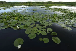 Wetlands Collection: White water lilies (Nymphaea alba) on surface of Danube delta rewilding area, Romania