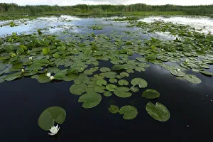 White water lilies (Nymphaea alba) on surface of Danube delta rewilding area, Romania