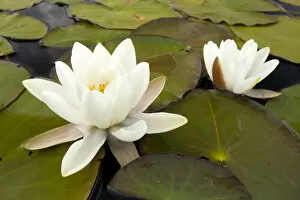 Wetlands Collection: White water lily (Nymphaea alba) in flower, Scotland, UK, July. 2020VISION Book Plate