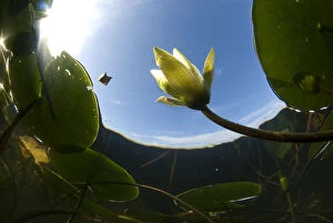 White water lily (Nymphea alba) in flower, viewed from below the surface, Lake Skadar