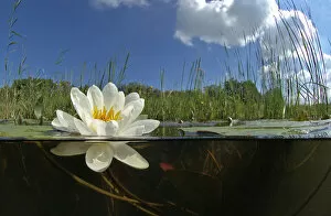 Aquatic Plant Gallery: White waterlily (Nymphaea alba) in Naardermeer bog lake, Holland. May
