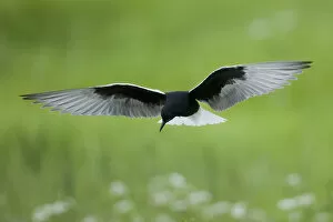Images Dated 17th June 2009: White winged black tern (Chlidonias leucopterus) in flight, Prypiat river, Belarus