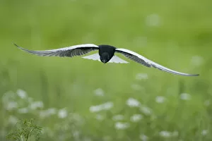 Images Dated 17th June 2009: White winged black tern (Chlidonias leucopterus) in flight, Prypiat river, Belarus