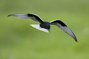 Images Dated 17th June 2009: White-winged black tern (Chlidonias leucopterus) in flight, Prypiat river, Belarus