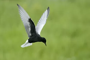 Wings Gallery: White winged black tern (Chlidonias leucopterus) in flight, Prypiat river, Belarus