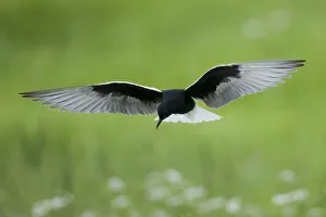 White winged black tern (Chlidonias leucopterus) in flight, Prypiat river, Belarus