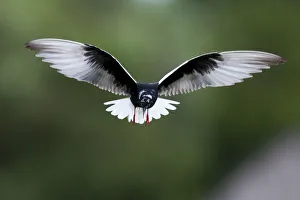 Bence Mate Prints: White winged black tern (Chlidonias leucopterus) in flight, Prypiat river, Belarus