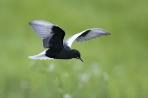 White winged black tern (Chlidonias leucopterus) in flight, Prypiat river, Belarus