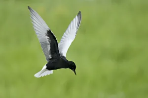 Wings Prints: White winged black tern (Chlidonias leucopterus) in flight, Prypiat river, Belarus