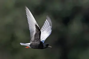 Sterninae Prints: White-winged black tern (Chlidonias leucopterus) in flight