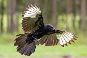 New South Wales Prints: White-winged chough (Corcorax melanorhamphos) in flight