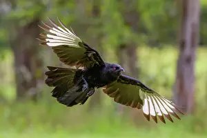 New South Wales Prints: White-winged chough (Corcorax melanorhamphos) in flight