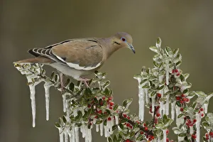 Images Dated 6th February 2014: White-winged Dove (Zenaida asiatica), adult perched on icy branch of Yaupon Holly (Ilex vomitoria)