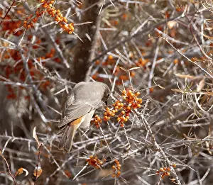 Chat Thrush Prints: White-winged redstart (Phoenicurus erythrogastrus) female