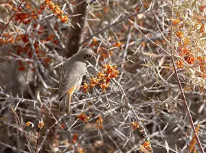 Chat Thrush Prints: White-winged redstart (Phoenicurus erythrogastrus) female