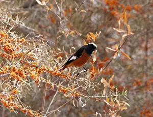 Chat Thrush Prints: White-winged redstart (Phoenicurus erythrogastrus) male