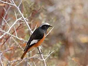 Chat Thrush Prints: White-winged redstart (Phoenicurus erythrogastrus) male