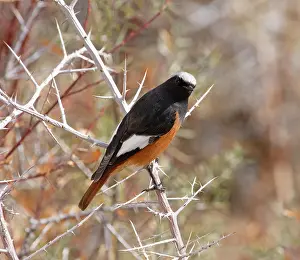 Chat Thrush Prints: White-winged redstart (Phoenicurus erythrogastrus) male