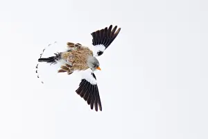 Plumage Prints: White-winged snowfinch (Montifringilla nivalis) in flight, Alps, Switzerland. January