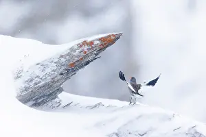 Rear View Prints: White-winged snowfinch (Montifringilla nivalis) taking flight from snow-covered rocks