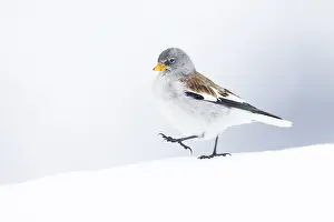 Old World Sparrow Prints: White-winged snowfinch (Montifringilla nivalis) walking on snow