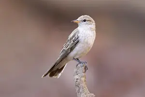 Songbird Prints: White-winged triller (Lalage tricolor) female perched on branch