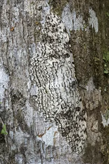 Noctuid Prints: White witch moth (Thysania agrippina) camouflaged against bark of tree
