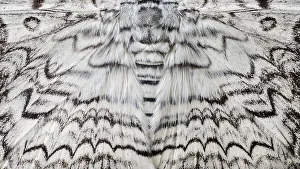 Noctuid Prints: Detail of White Witch Moth (Thysania agrippina) in cloud forest