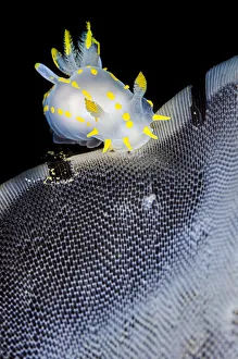 White and yellow nudibranch (Polycera quadrilineata) feeding on a sea mat