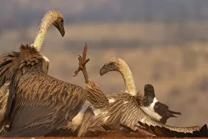 Whitebacked vulture (Gyps africanus) fighting over food, Zimanga private game reserve