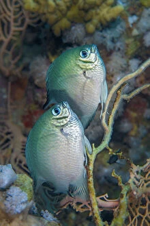 Whitebelly damselfish (Amblyglyphidodon leucogaster) pair spawning / laying eggs on a seafan