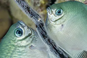 Whitebelly damselfish (Amblyglyphidodon leucogaster) male and female laying egg