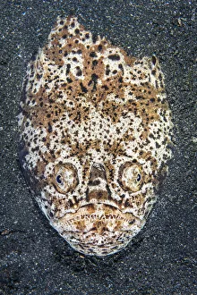 Sea Life Prints: Whitemargin stargazer (Uranoscopus sulphureus) sets an ambush in the sand at night