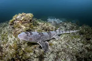 Japan Prints: Whitespotted bamboo shark (Chiloscyllium plagiosum) resting on reef