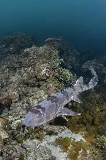 Japan Prints: Whitespotted bamboo shark (Chiloscyllium plagiosum) swimming over reef