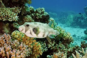 Spotted Prints: Whitespotted puffer (Arothron hispidus) on coral reef, north of Hurghada, Egypt, Red Sea