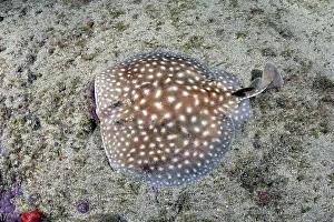 Torpediniformes Prints: Whitespotted torpedo ray (Torpedo sp)