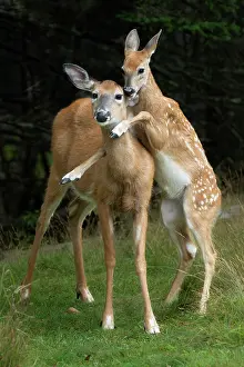 Odocoileus Prints: Whitetailed deer (Odocoileus virginianus) fawn jumping on its mother