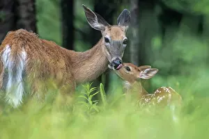 Odocoileus Prints: Whitetailed deer (Odocoileus virginianus) mother grooming fawn in woodland