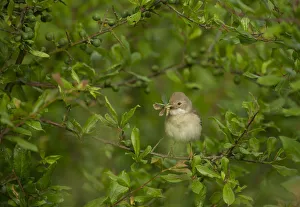 Rspb Prints: Whitethroat (Sylvia communis) adult perched in Blackthorn hedgerow with insect prey for young