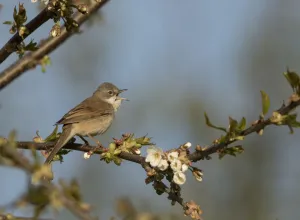 Sheffield Prints: Whitethroat (Sylvia communis) male, singing, Sheffield, England, UK, April